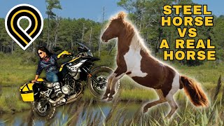 Chincoteague Where Wild Horses Meet Steel Horses [upl. by Celinda]