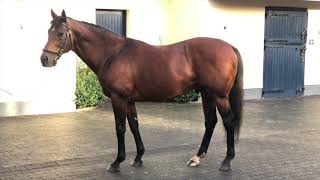 Zoffany étalon à Coolmore Stud [upl. by Saxet]