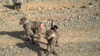 Arabian Baboon Monkeys along the roadside MakkahMadinah Highway Saudi Arabia [upl. by Nytsirhc772]