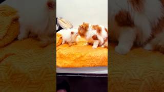 Nid ki goli dekr Malik ko sula diya😂🤣 cat billikicomedy comedy fatcat badcat princeofcats [upl. by Ful110]