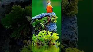 AMAZING BEAUTIFUL BIRDS 🐦 CATCHING FISH 🐟 birds birdsounds nature photography viral [upl. by Vargas]