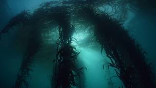 Virtual Dive Kelp Forests off the California Coast [upl. by Enilekaj255]