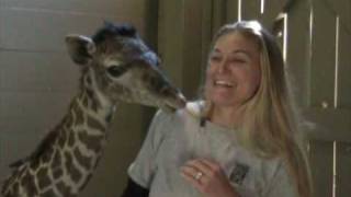 Masai Giraffe quotMilesquot Born at the Houston Zoo Jan 30 09 [upl. by Meyeroff]