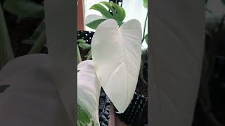 Monstera Albo March 2024 Growth Diary몬스테라 알보컷팅 후 다시 성장New Leaf Aerial Roots Growth20240914 [upl. by Eaned433]