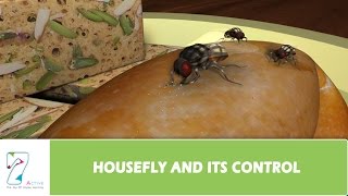 HOUSEFLY AND ITS CONTROL [upl. by Aseretairam]