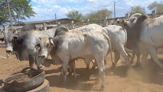 FEIRA DO GADO EM CAMPINA GRANDEPB 19112024 [upl. by Oglesby]