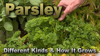 Parsley – Garden Notes [upl. by Oiratno]