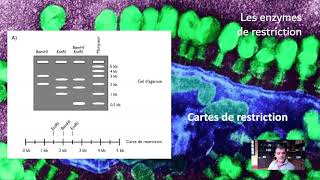 Les enzymes de restriction [upl. by Rangel]