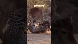 Cheetah Attacks animals cheetah shorts leopard cheetahhunt ytshorts animalshorts wildlife [upl. by Yemirej]