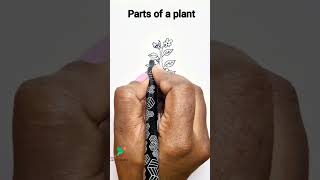 How to draw parts of a ☘️trending partsofplant shortvideoshorts shortfeed simpledrawing viral [upl. by Huxham]