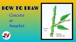 cuscuta drawinghow to draw cuscutaparasitic plant drawingdodder drawingamarbel drawing [upl. by Lleuqar]