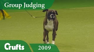 Boxer wins Working Group Judging at Crufts 2009  Crufts Dog Show [upl. by Blaine]