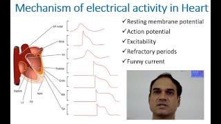 Mechanism of electrical activity in heart [upl. by Ahtivak112]