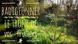 Badigeonner les fruitiers  Avenir Permaculture [upl. by Yelram]