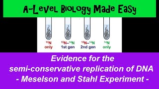 Meselson and Stahl Experiment semiconservative DNA replication  A Level Biology Made Easy [upl. by Natsrik]