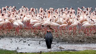 Marabous and Flamingos [upl. by Jone872]