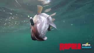 Storm WildEye Giant Jigging Shad BKPK Rosa [upl. by Englebert47]