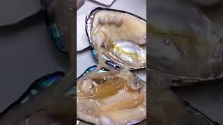 هكذا يستخرج اللؤلؤ من المحار This is how pearls are extracted from oysters [upl. by Darsey]