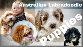 Australian Labradoodle Puppies  Born 61321 [upl. by Ellwood193]