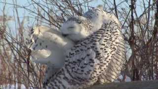 Snowy Owl Invasion The Impact of Climate Change on Migratory Patterns [upl. by Hgielek]