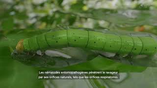 Mode d’action des nématodes entomopathogènes  Koppert Canada [upl. by Akiemahs454]