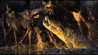 Crocodiles Vs Wildebeest  Slow Mo [upl. by Serafina854]