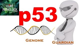 NEOPLASIA 4 p53 gene The Guardian of the genome functions regulation and inactivation [upl. by Agace362]