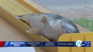 Oneida Lake Walleye Festival Derby this weekend [upl. by Fotinas]