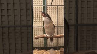 Kookaburra laughing in slow motion [upl. by Sink412]