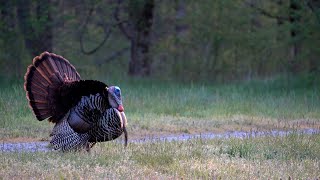 Selffilmed Tennessee turkey hunt using the woodhaven cherry crystal and avianx decoys [upl. by Enaed]