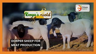 Kenyas Gold  Dorper sheep for meat production [upl. by Enylorac]