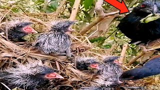 Bird Greater coucal family brings food to feed their children togetherbaby village review [upl. by Lyssa]