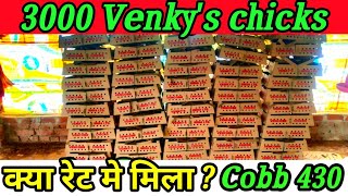 3000 venkys broiler chicks Cobb 430  chicks rate today broiler chicks rate today  poultry chicks [upl. by Flosser]