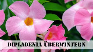 Dipladenia überwintern [upl. by Eiclud]