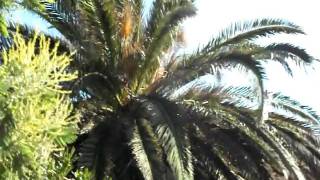 Palme nel vento  Palms in the wind [upl. by Aisnetroh404]