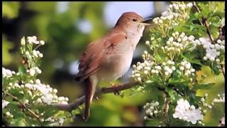 Nightingale Recording  Pines of Rome [upl. by Premer]