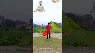 Flying crying babies biscuits yellow lizard amp hen catching vs Parrot 😄 shorts viralvideo [upl. by Gutow]