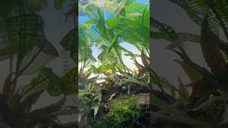 Aponogeton madagascariensis aka Madagascar lace plant Aqurium ada india shorts shortsvideo [upl. by Alad]