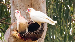 Longbilled corellas in the wild [upl. by Irab]