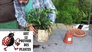 Tuto jardinageFougère kangourou Microsorum diversifolium entretien et arrosage Plante verte [upl. by Altaf]