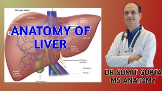 LIVER  ANATOMY [upl. by Bear]