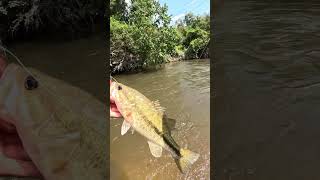 Creek fishing with crawfish lure bass bassfishing truscend fishing [upl. by Von88]