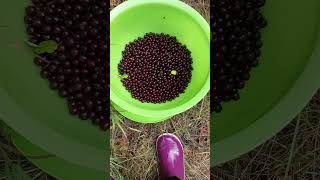 What are Chokecherries berries harvest wildfood [upl. by Goddart]