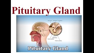 Pituitary gland structure and functions  2024 [upl. by Hermia]