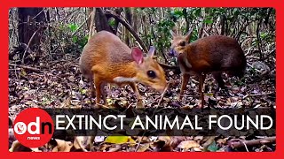 Extinct Mouse Deer Caught on Camera in Vietnam After 30 Years [upl. by Esma695]