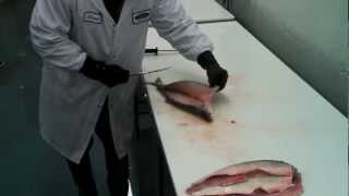 HOUSECUT certified  Lake Huron Whitefish fillet [upl. by Denoting]