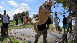 MONSTER KING COBRA SA NAGCARLAN LAGUNA [upl. by Radborne]