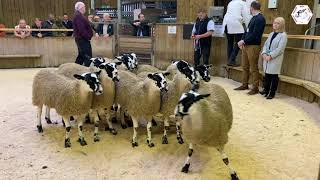 Hexham Tow Law Mule Gimmer Lamb Sale Highlights 2022 [upl. by Tyoh]