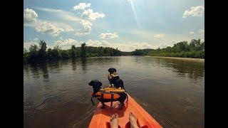 Crusoe amp Oakley Dachshunds Kayaking Adventure New 2017 Edit [upl. by Noterb]