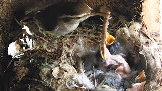 Breakfast time for the Bewicks wren chicks How big is too big [upl. by Bulley16]